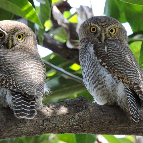 The Hypnotizers....