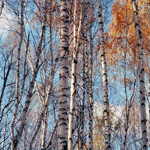 страна березового ситца