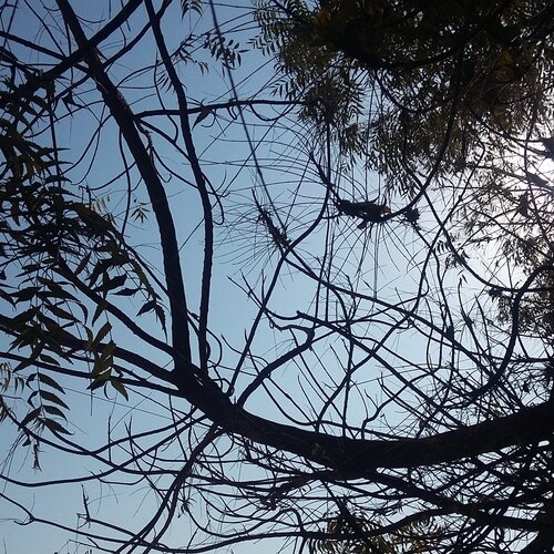 Tree branches without leaves