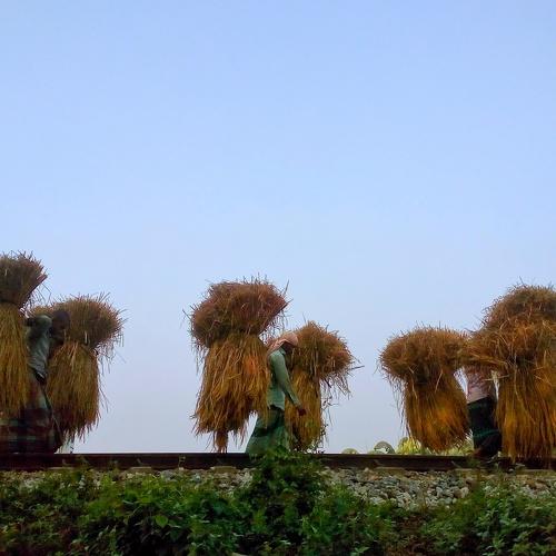 Farmer