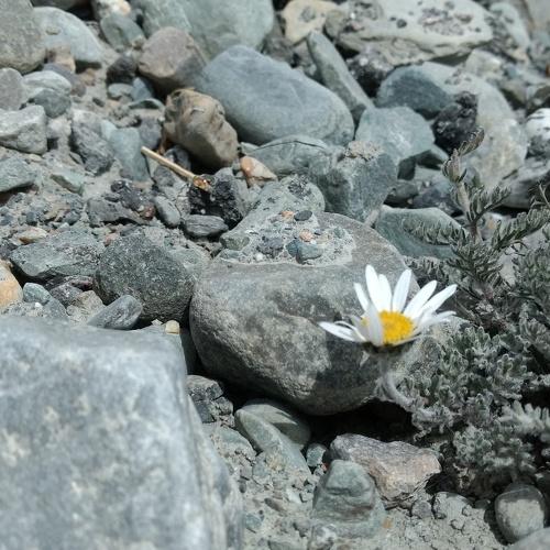 A flower grown in between the stones natural