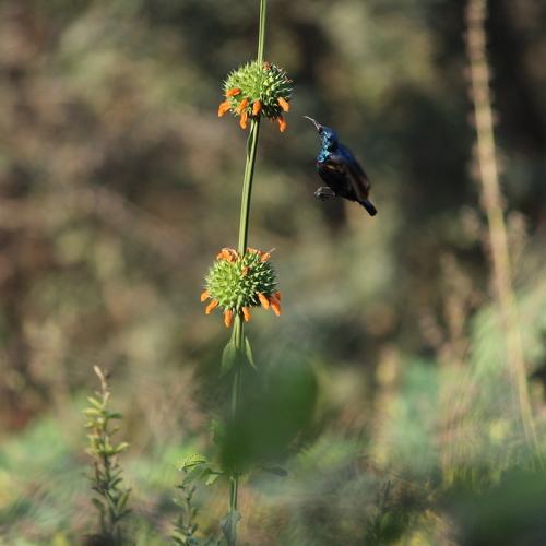Sunbird