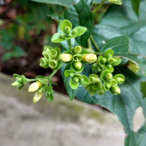 Flower of joy.