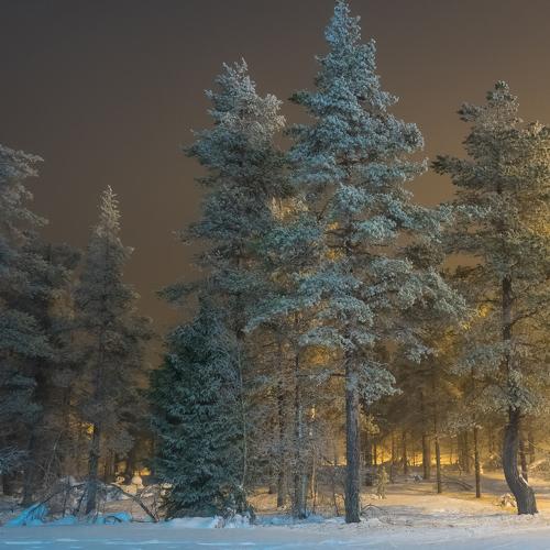 Заполярные сосны
