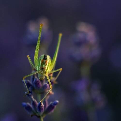 Thief of lavender