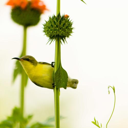 Sunbird