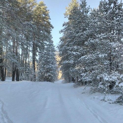Winter forest