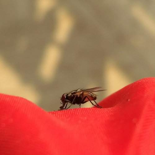 A Fly  !!