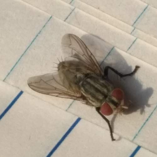 A Flying Creature