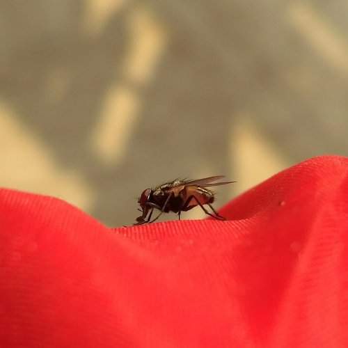 A Fly !!