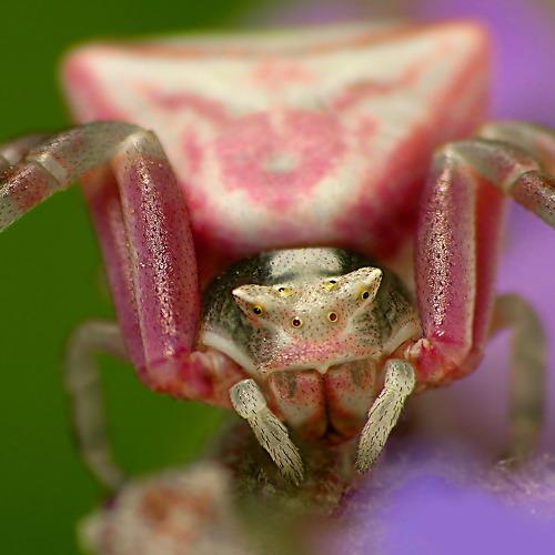 Crab spiders