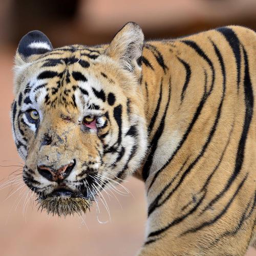 Gabbar from Tadoba
