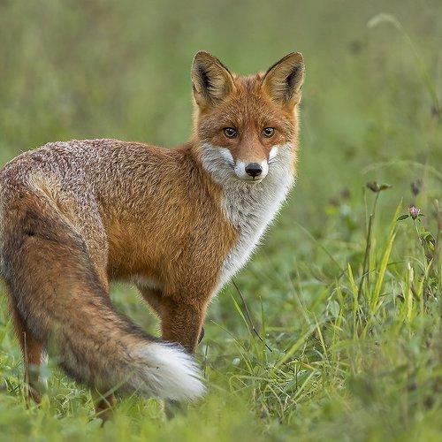 Королева полей