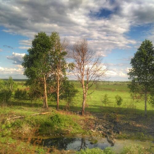 Летний пейзаж