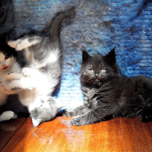 Маленькие котейки