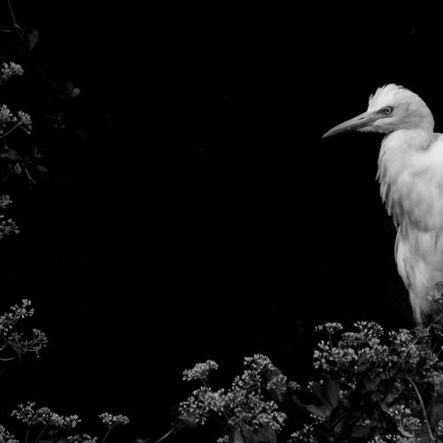 Mystical bird