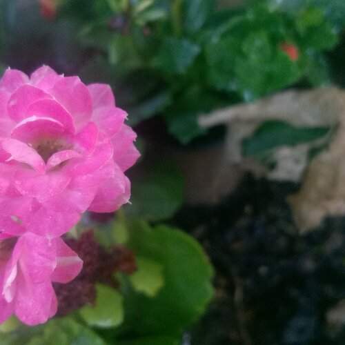 One Day Flower