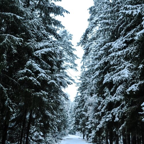 Frozen Forest