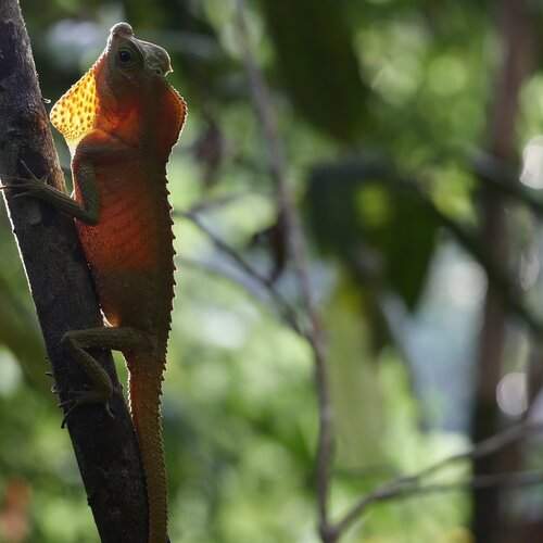 hump nosed lizard