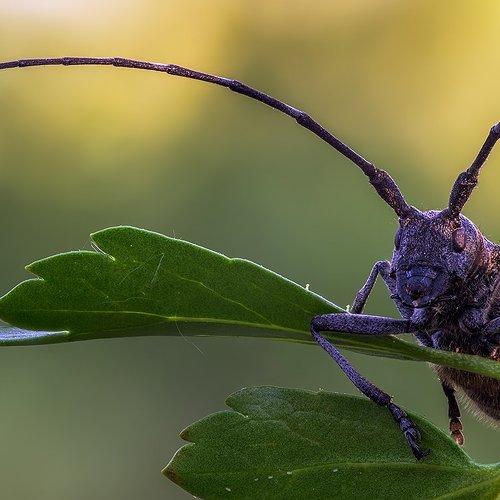 Чёрный хвойный усач