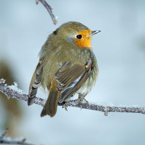 Зимнее солнышко. Зарянка / Sunshine in winter. Redbreast