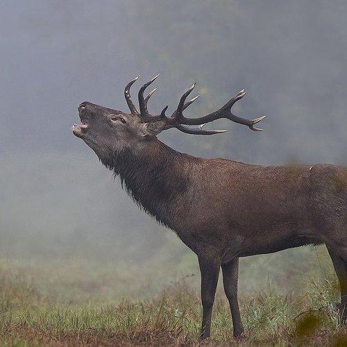 Глашатай