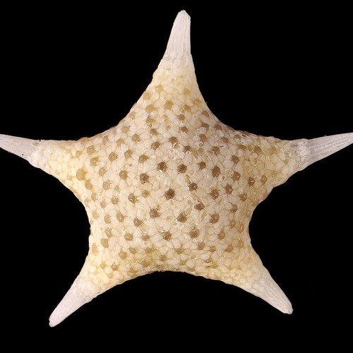 Звёздная песчинка