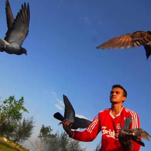 Racing Pigeons