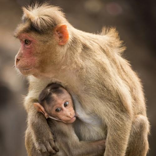 Staying close to mama..