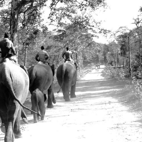 herd & humans
