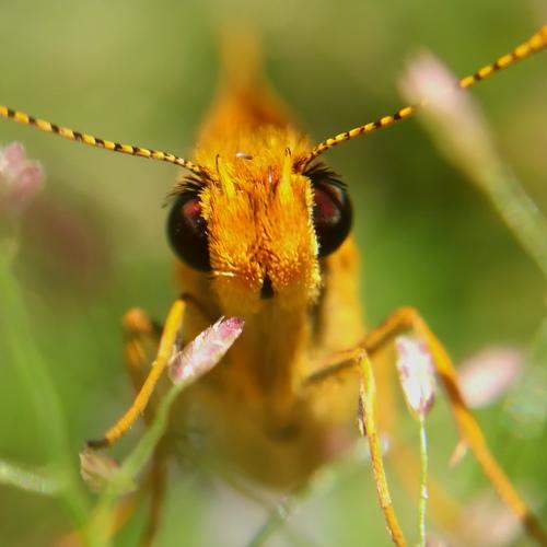 Skipper