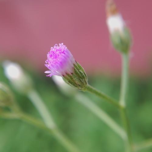 Wild flower