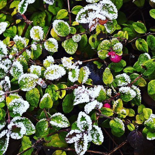 winter