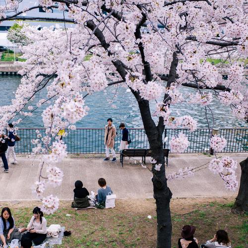 morinomya, osaka, Apr 2016
