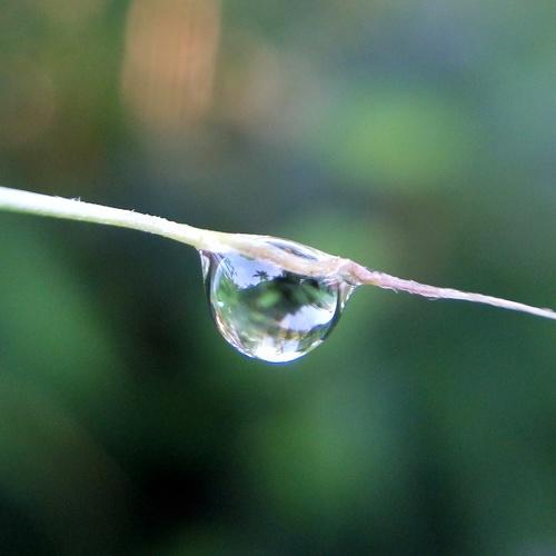 Dew drop on bamboo leaf