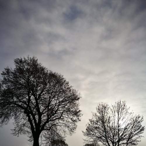 Treeline