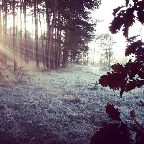 Sunbeam in the Forest