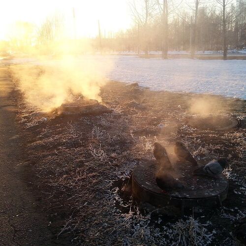 Из жизни городских птиц