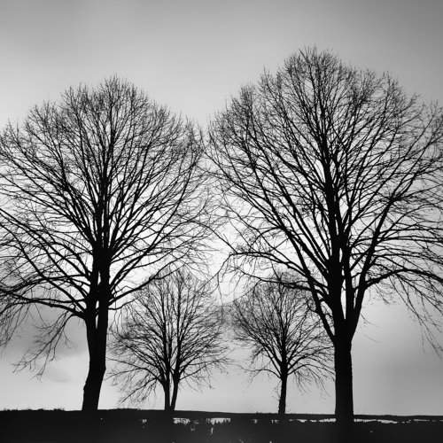 The twins