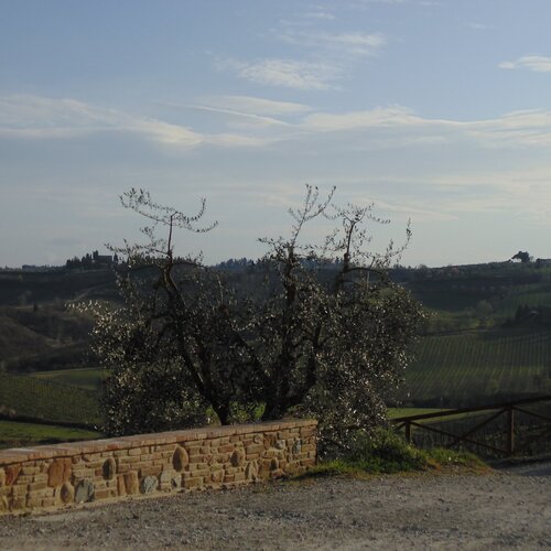 Fattoria Poggio Alloro