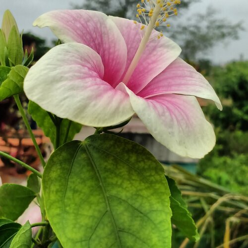 lovely flower