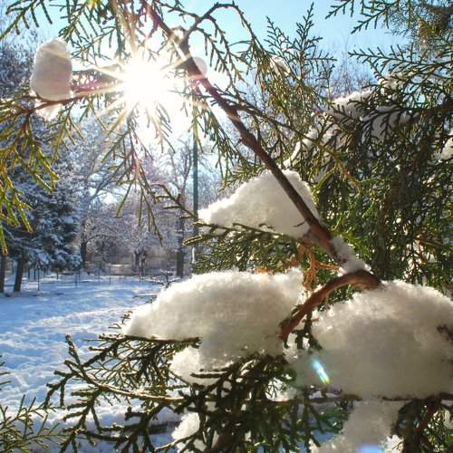 Snowy beam