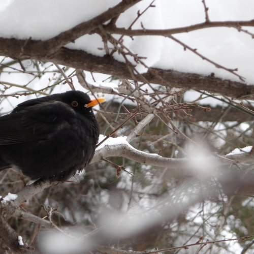 The cold flight