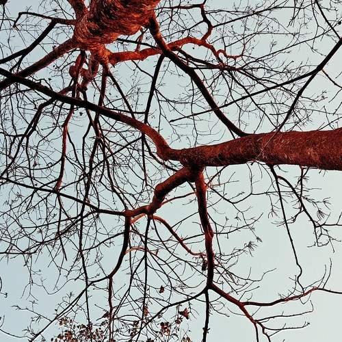 Shade of tree