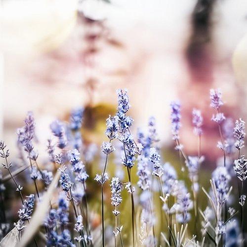 Floral Magica