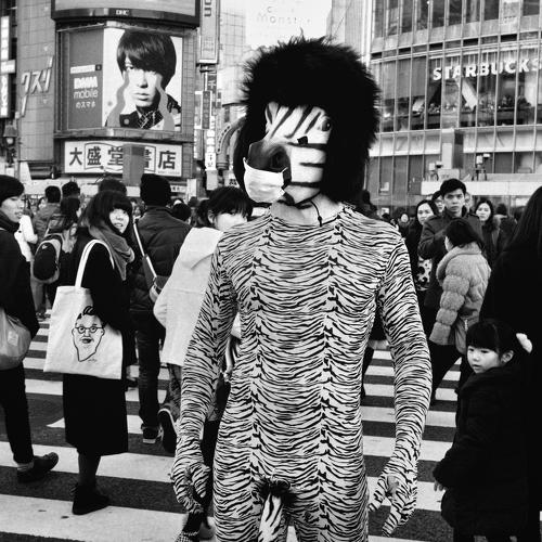 Zebra Crossing