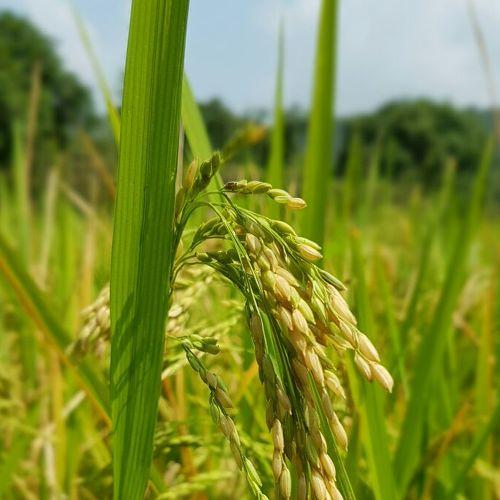 Golden rice