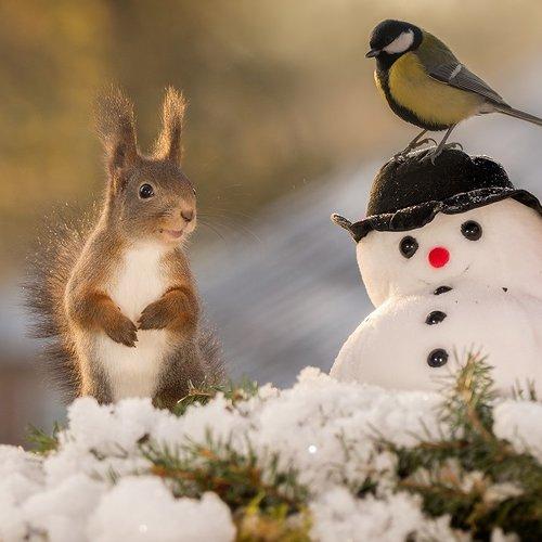 snowman with birdhat