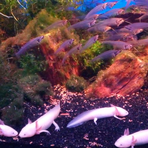 Подводные краски