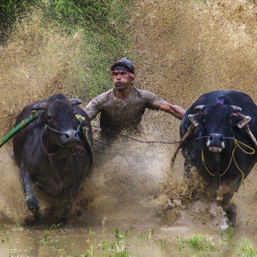 Pacu Jawi
